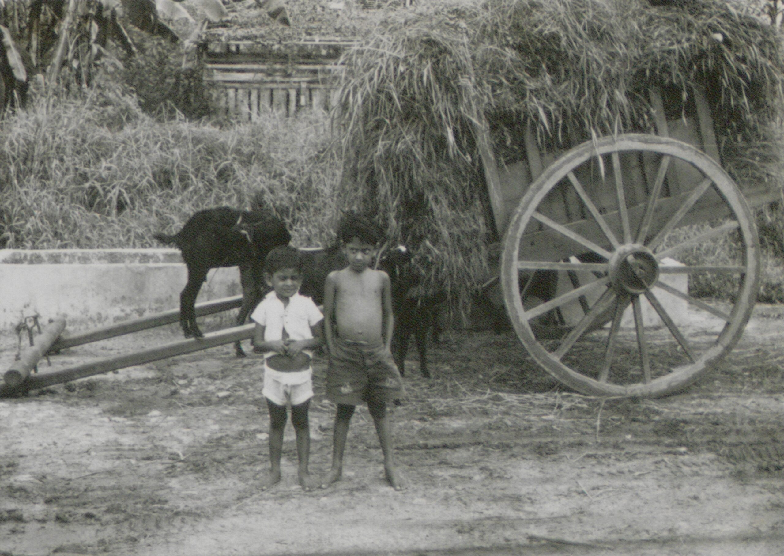 Photo of village children (1957-1958) Derek Lehrle Collection, courtesy of National Archives of Singapore